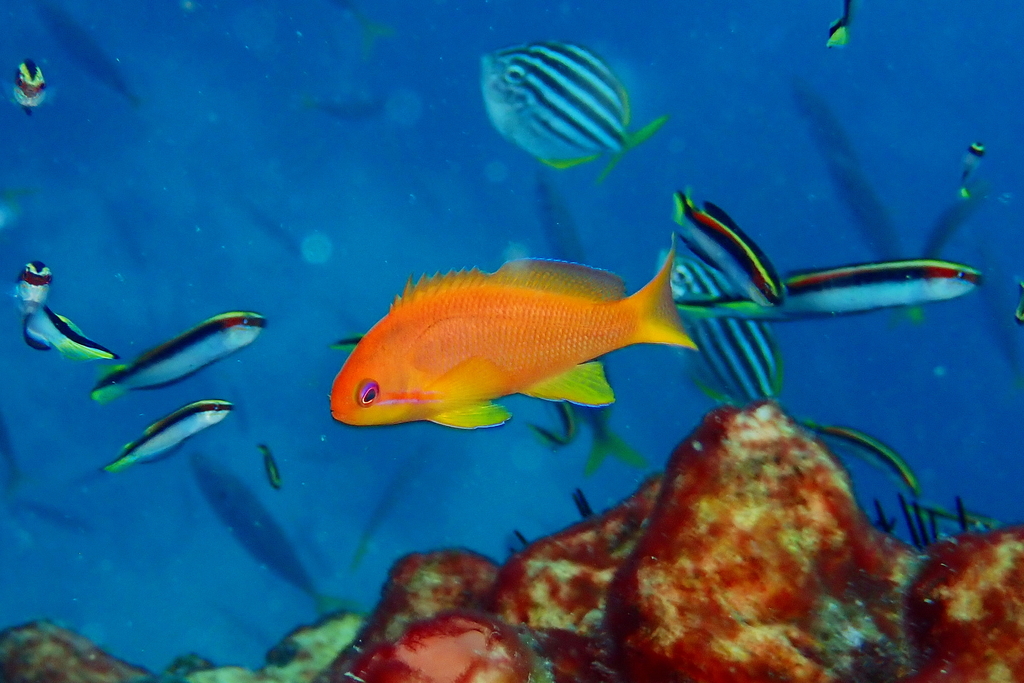 Anthias à queue de lyre