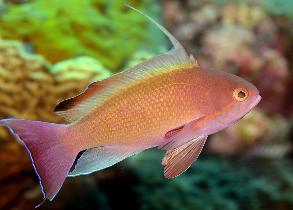 Lyretail Anthias