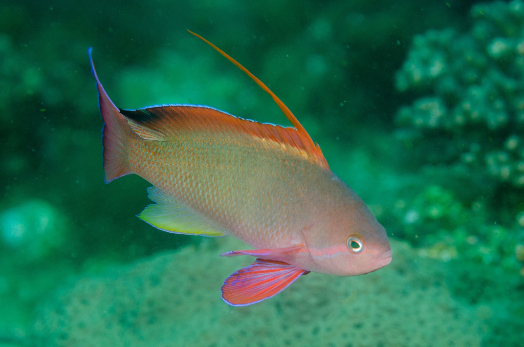 Anthias à queue de lyre