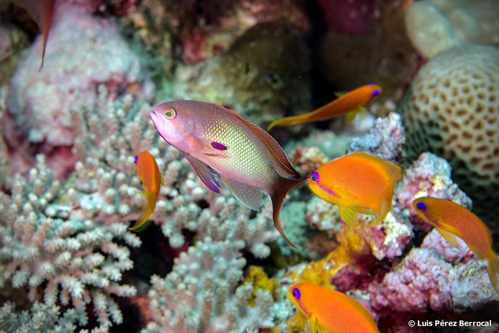 Anthias à queue de lyre