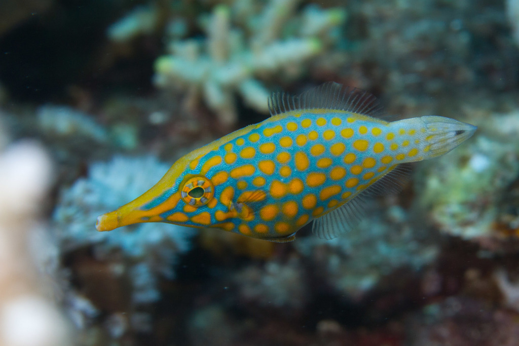 Longnose Filefish