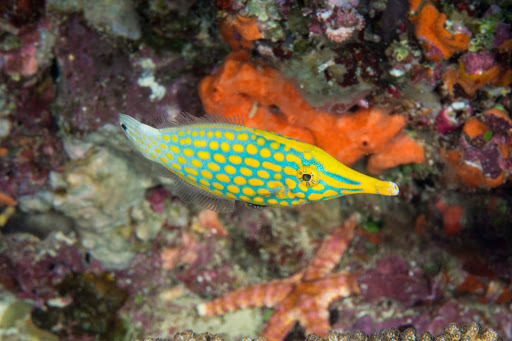 Longnose Filefish