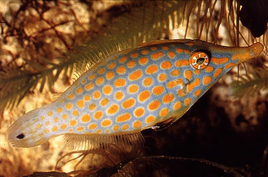 Longnose Filefish