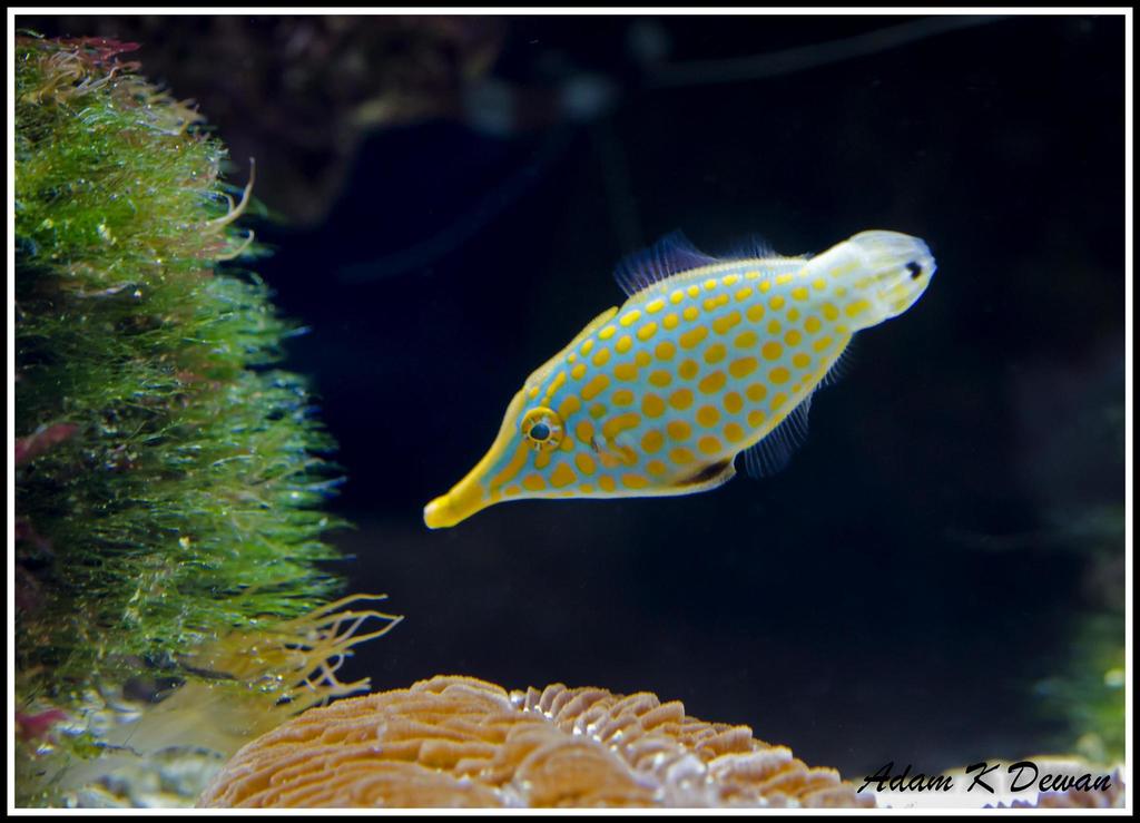 Longnose Filefish