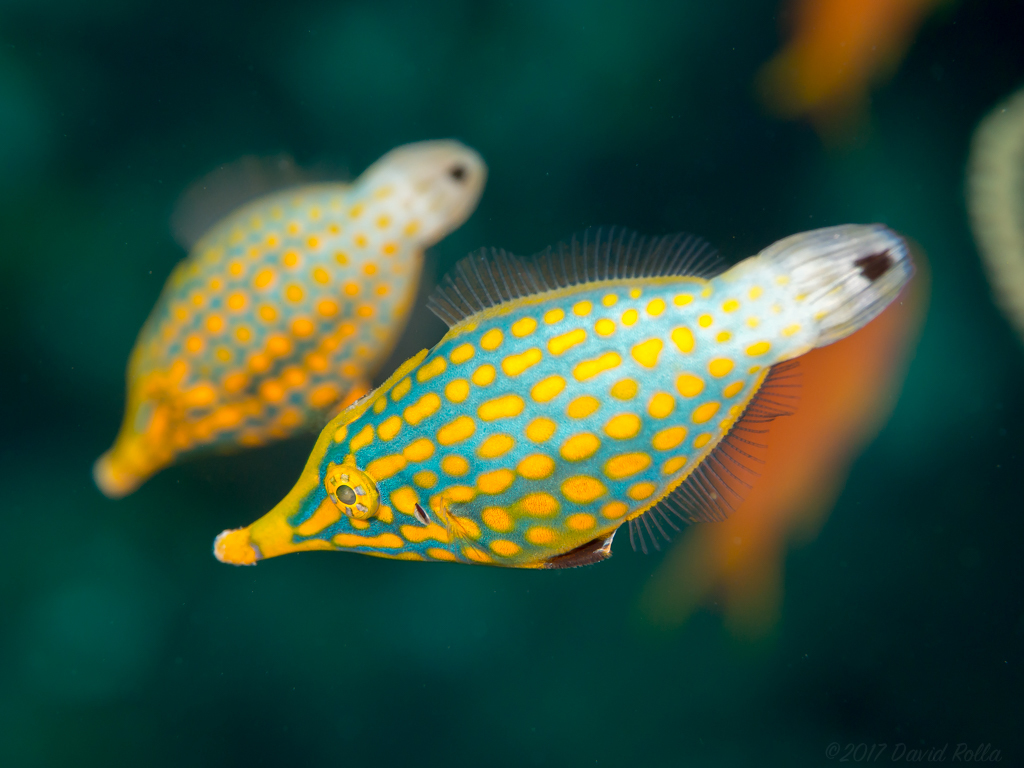 Longnose Filefish