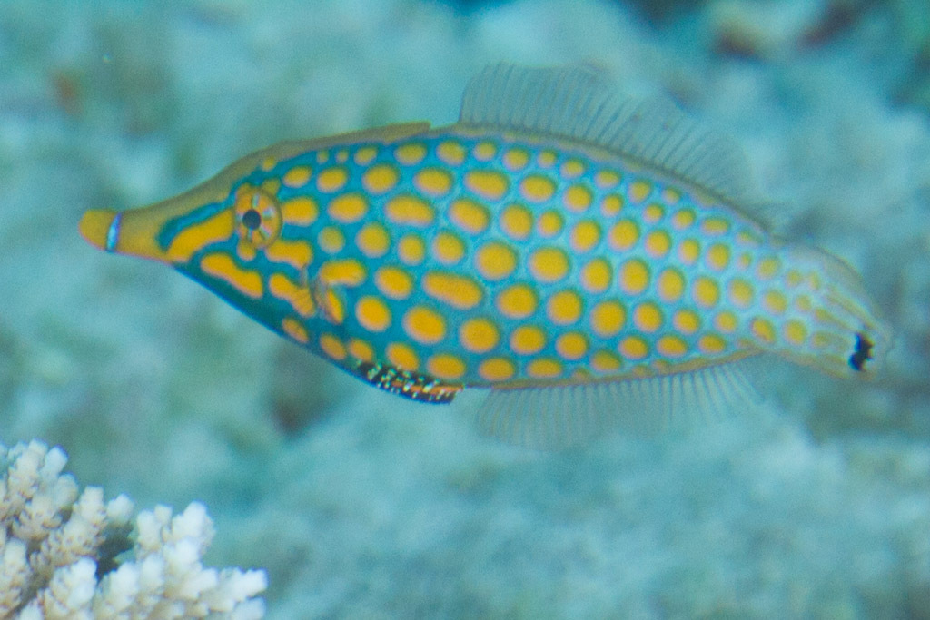 Longnose Filefish