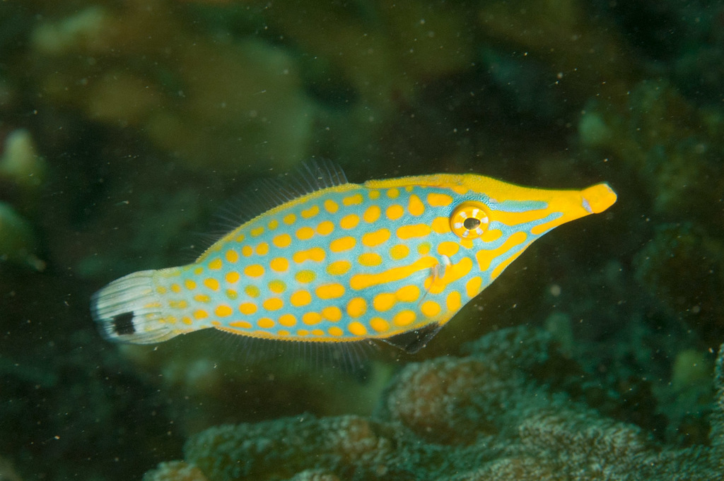 Longnose Filefish