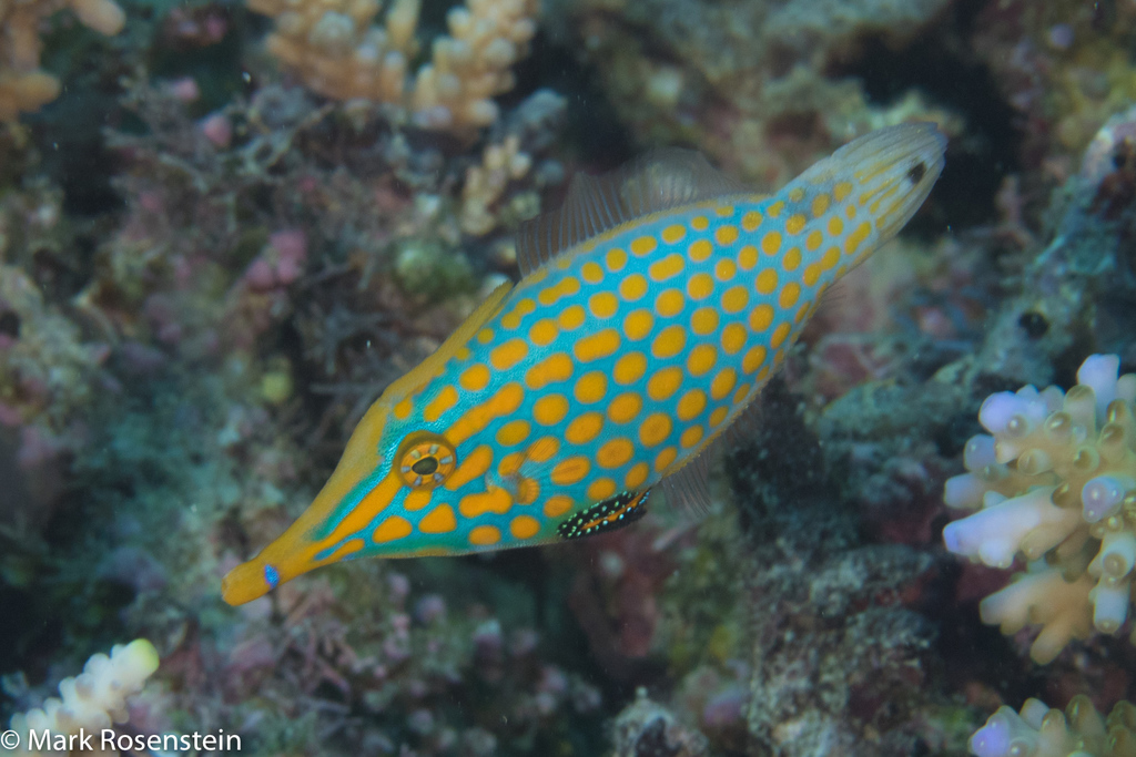 Longnose Filefish