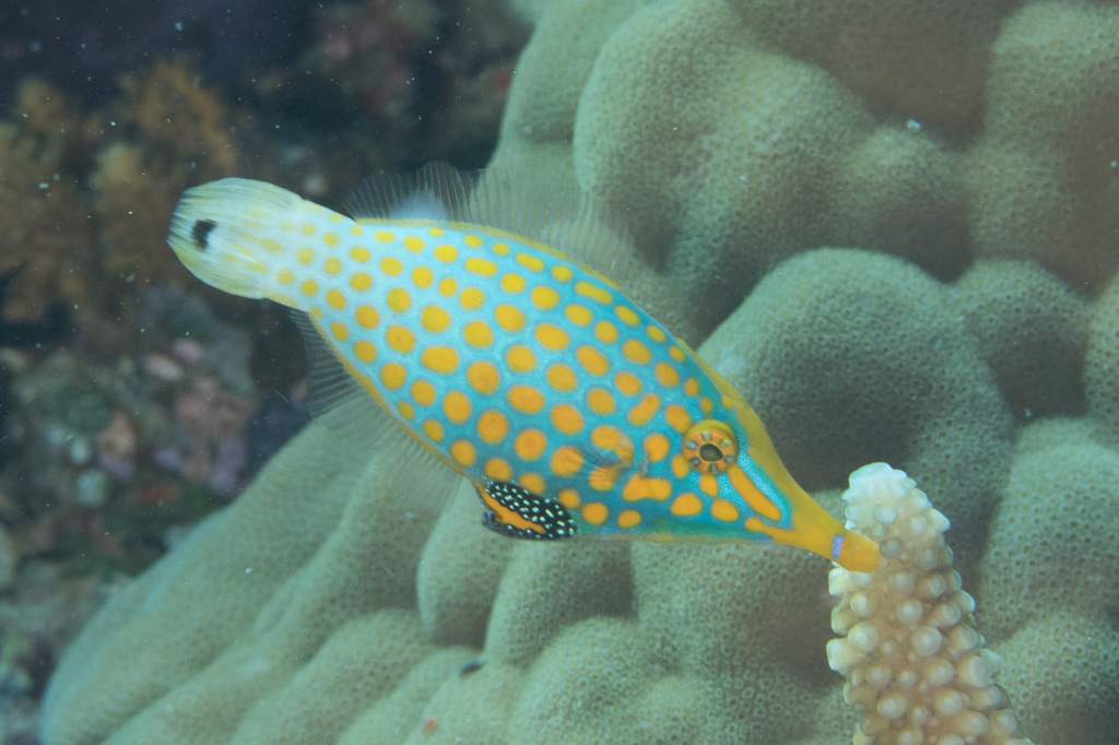 Longnose Filefish