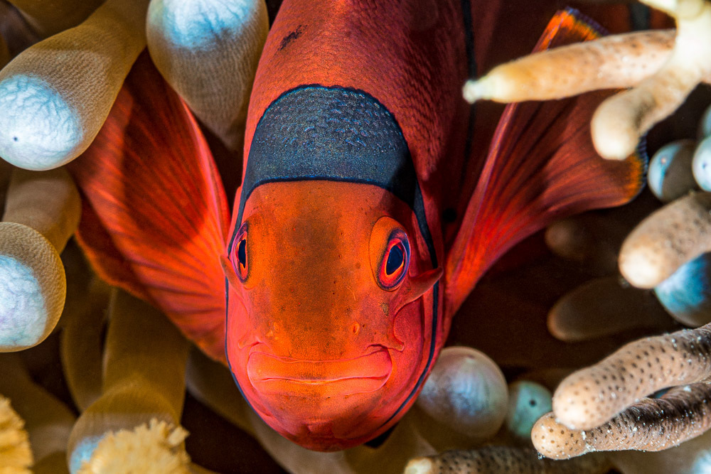 Poisson-clown à joues épineuses