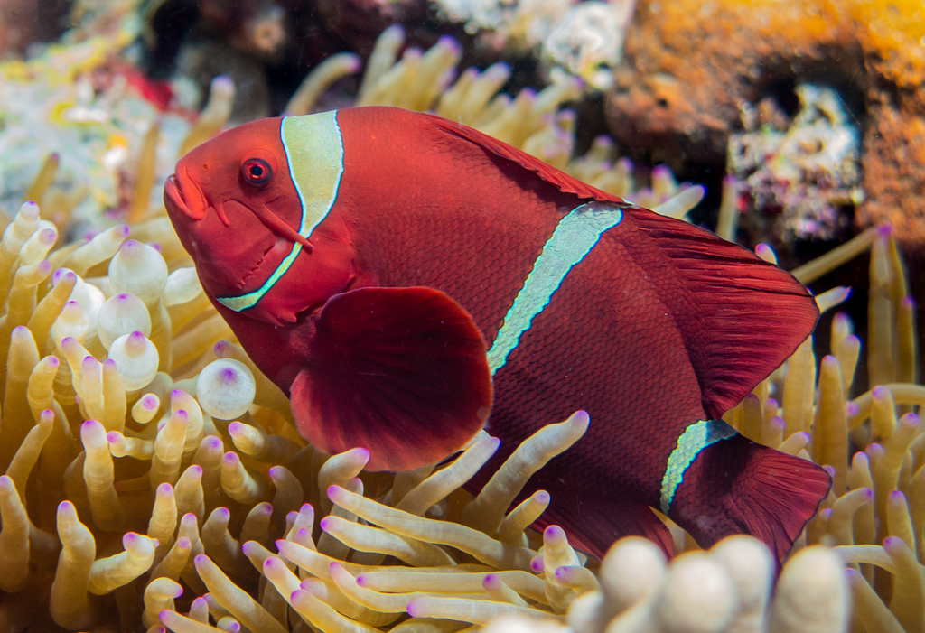 Spine-cheek Clownfish