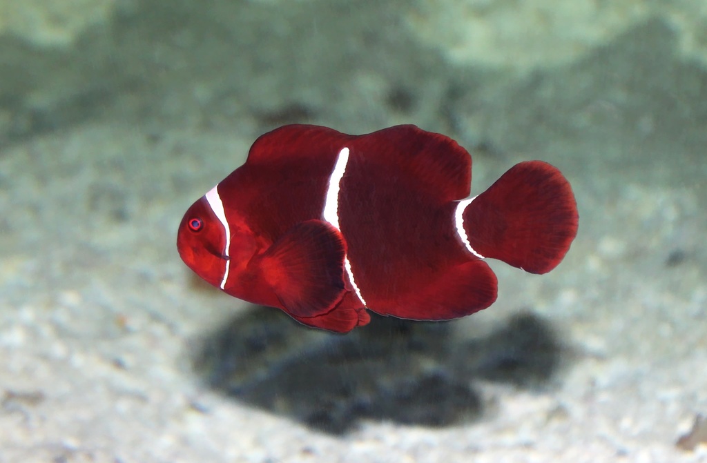 Poisson-clown à joues épineuses