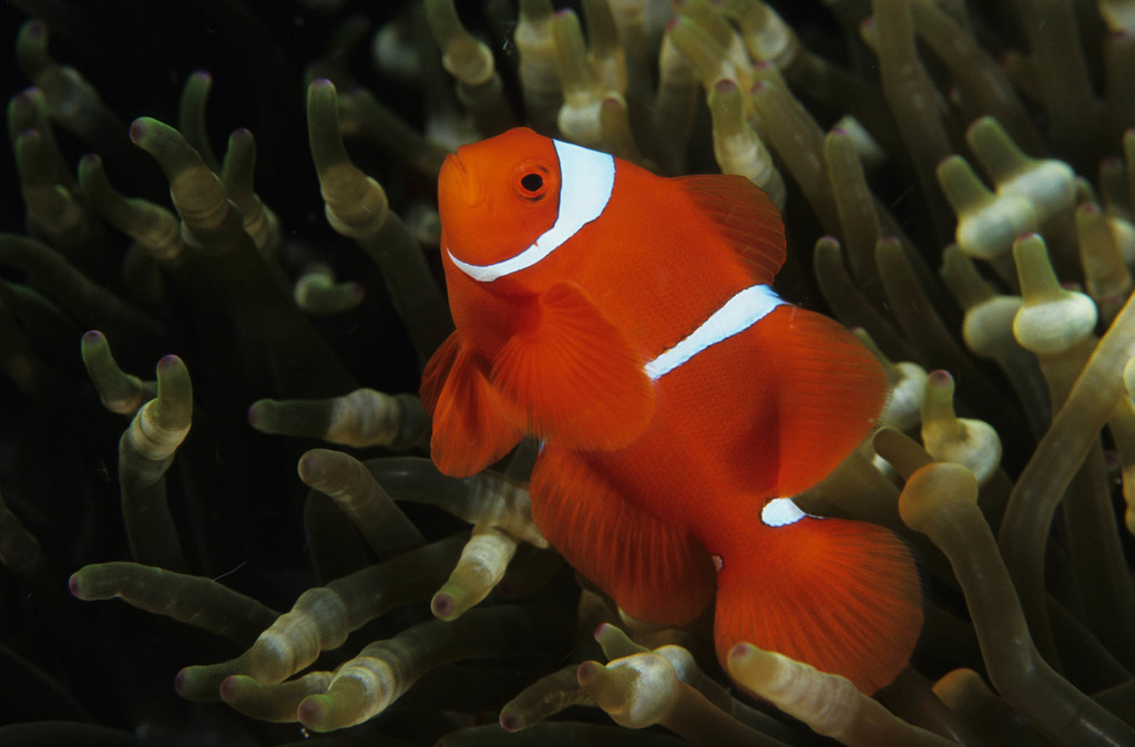 Poisson-clown à joues épineuses