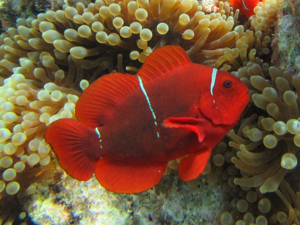 Poisson-clown à joues épineuses