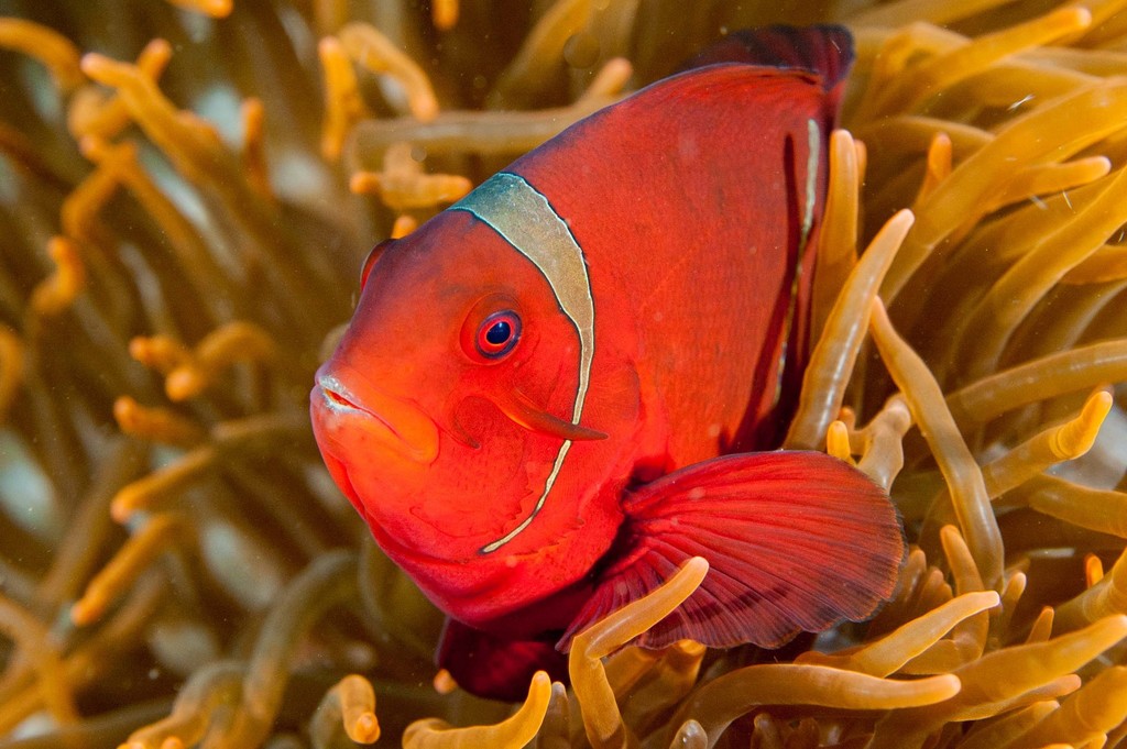 Poisson-clown à joues épineuses