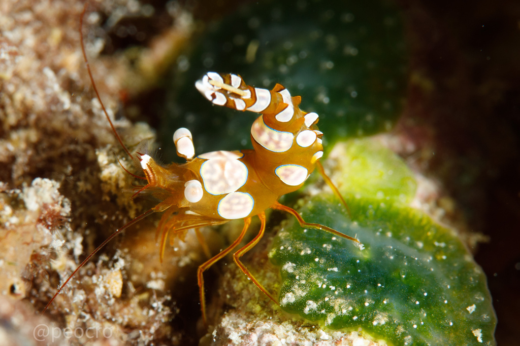 Squat Anemone Shrimp