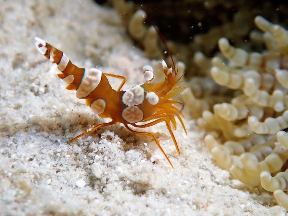 Squat Anemone Shrimp