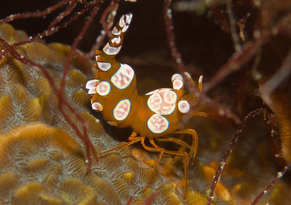 Squat Anemone Shrimp