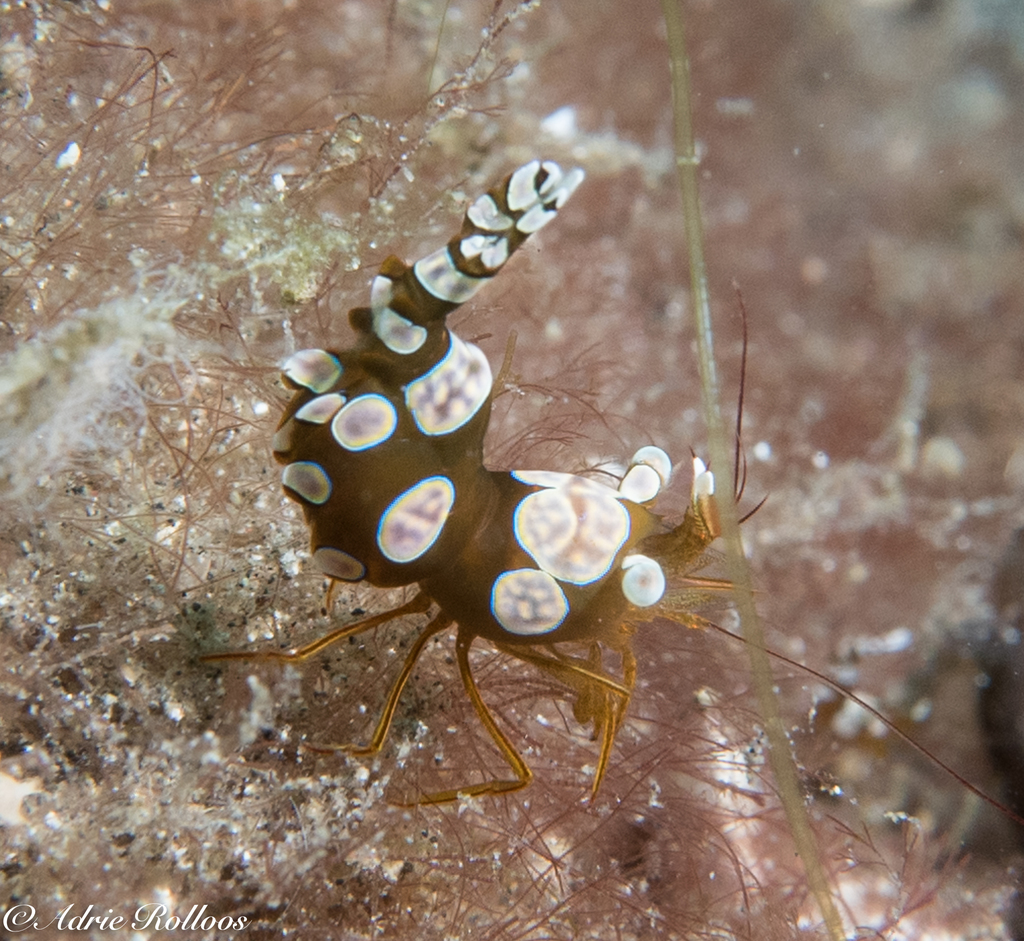 Squat Anemone Shrimp