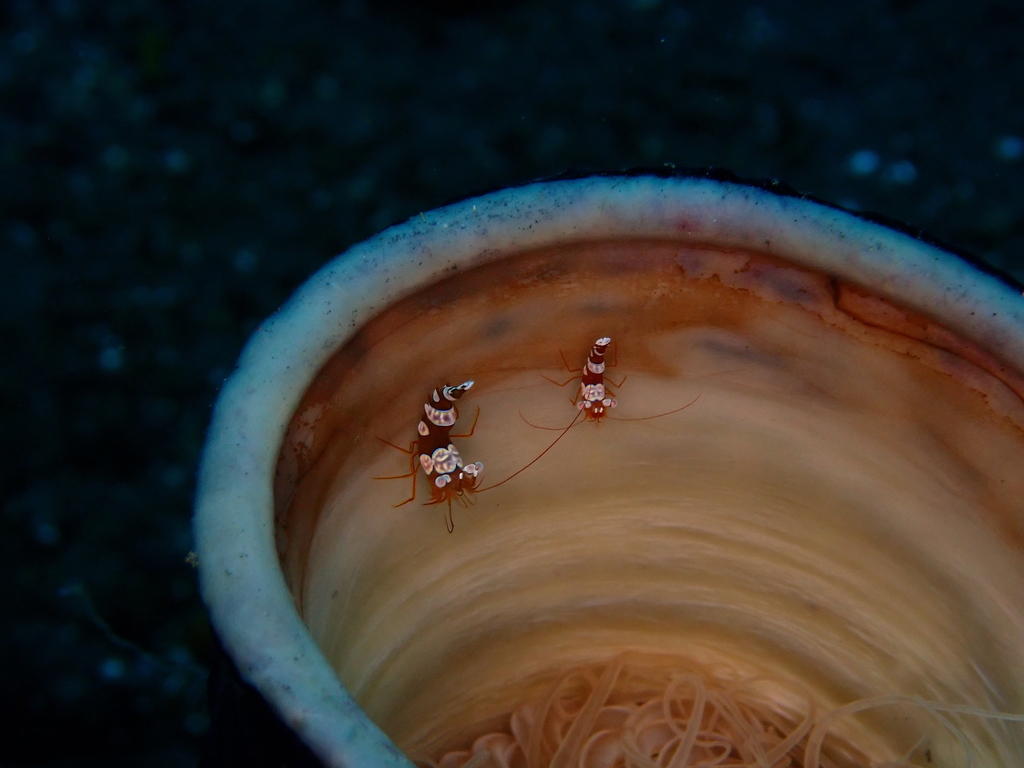 Squat Anemone Shrimp
