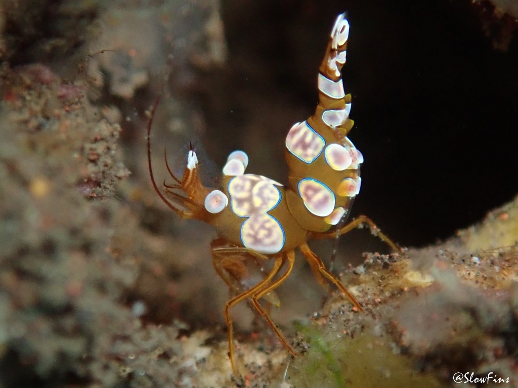 Squat Anemone Shrimp