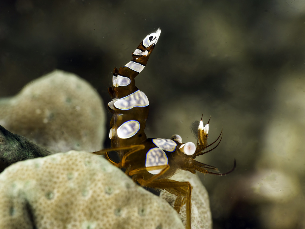 Squat Anemone Shrimp