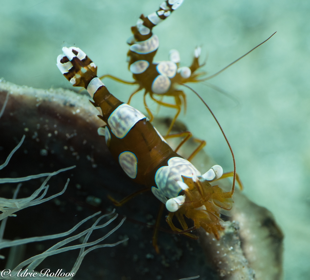 Squat Anemone Shrimp