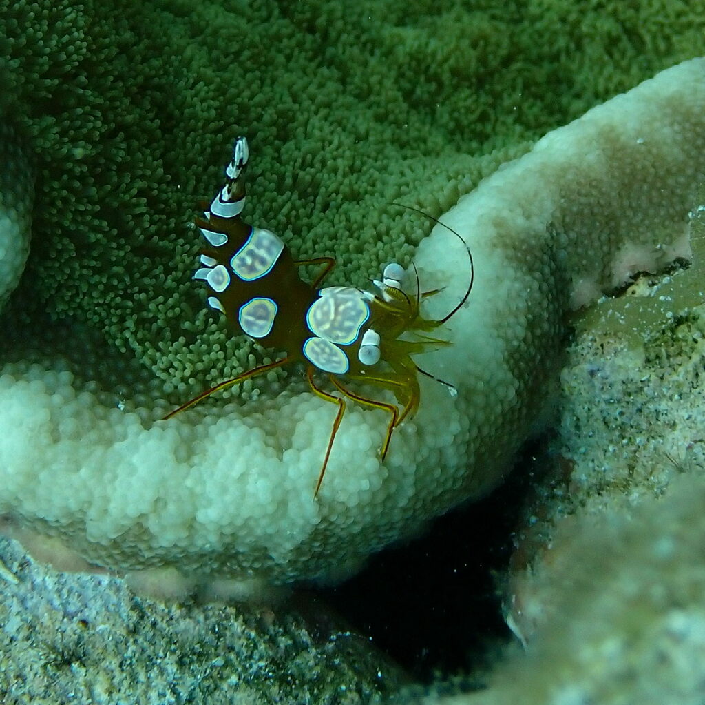 Squat Anemone Shrimp