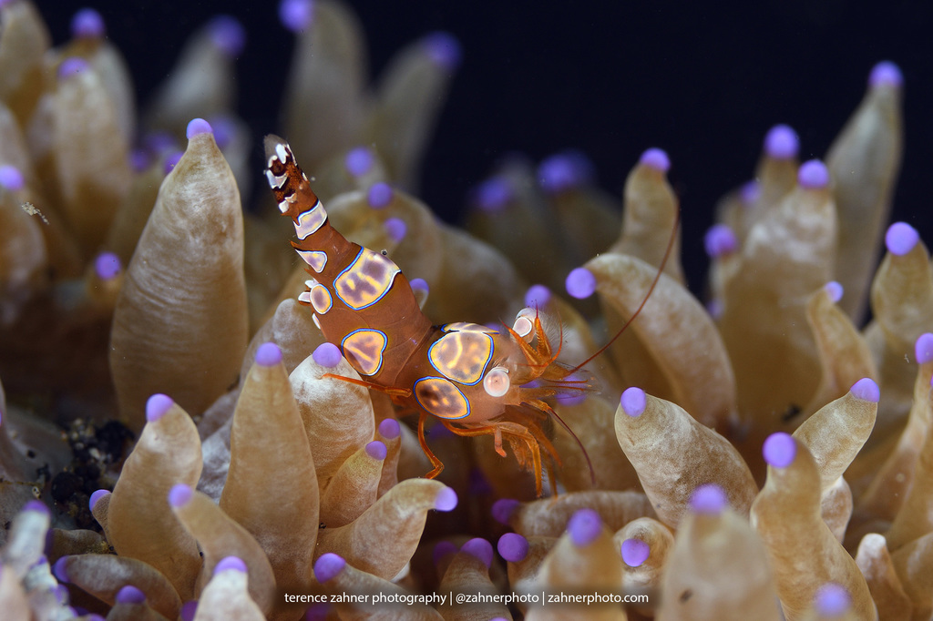 Squat Anemone Shrimp