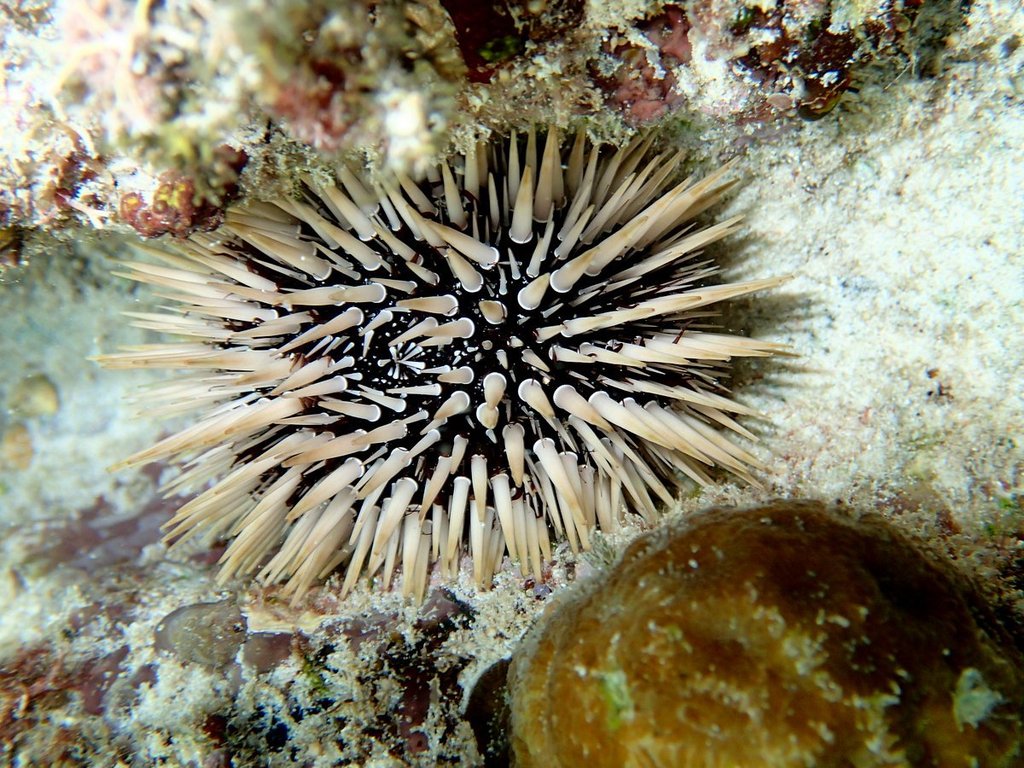 Indo-Pacific Rock-boring Urchin