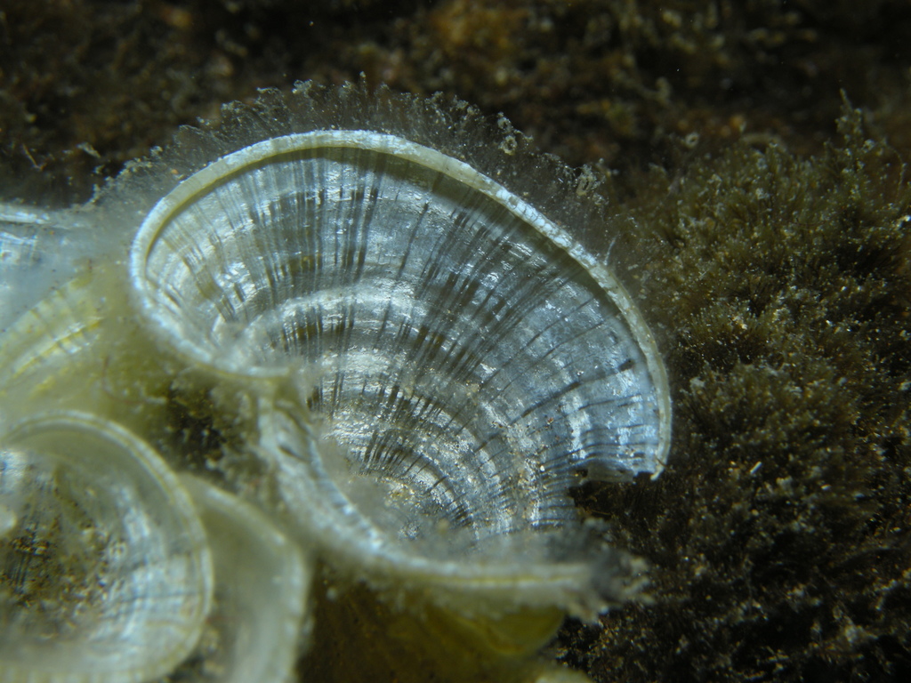 Peacock's Tail