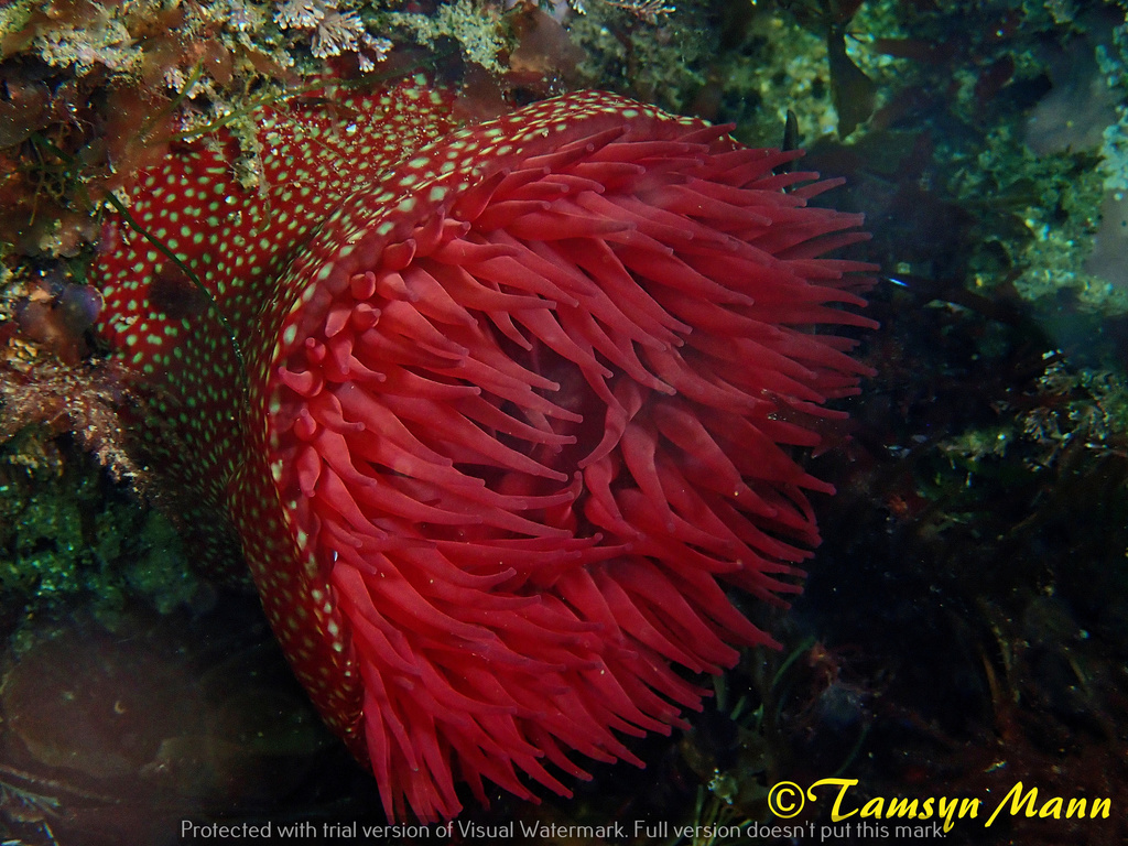 Strawberry Anemone