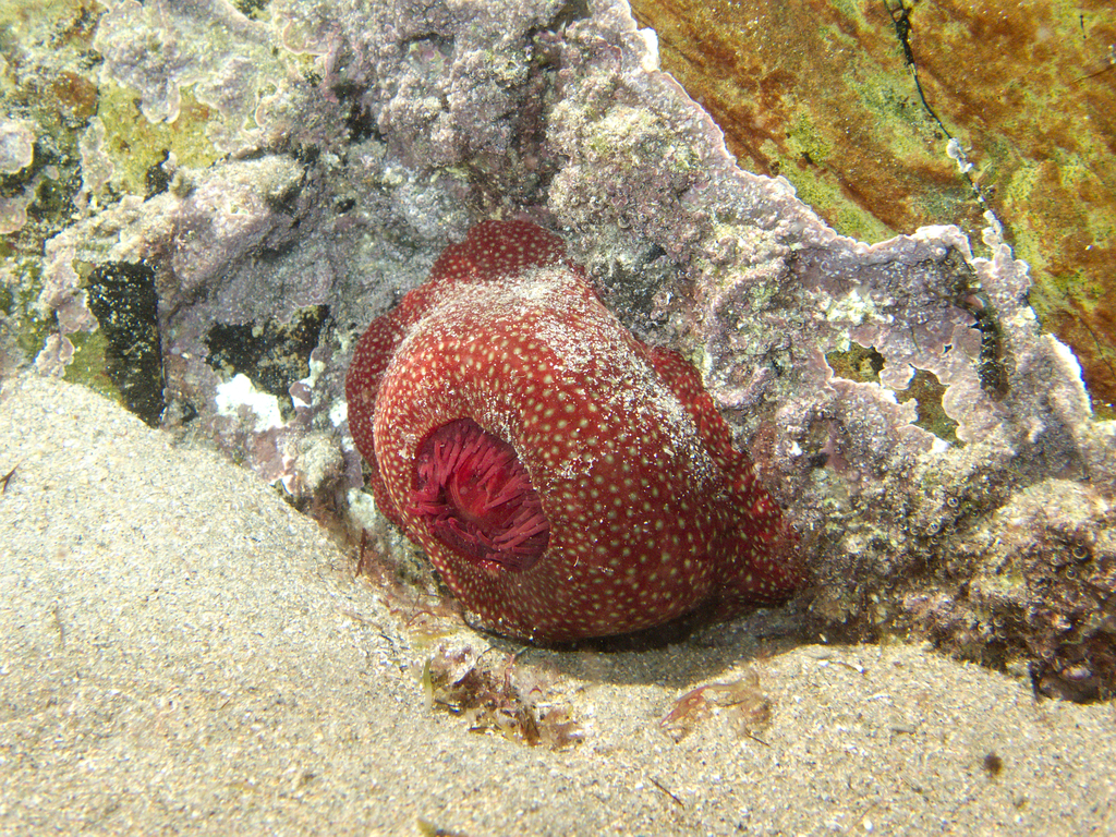 Strawberry Anemone