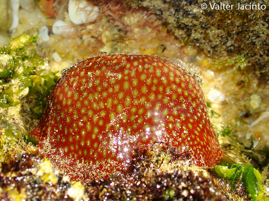 Strawberry Anemone