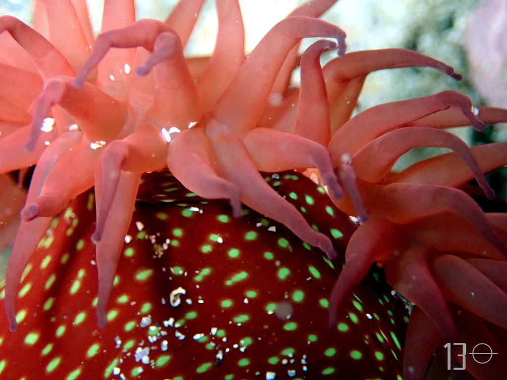 Strawberry Anemone