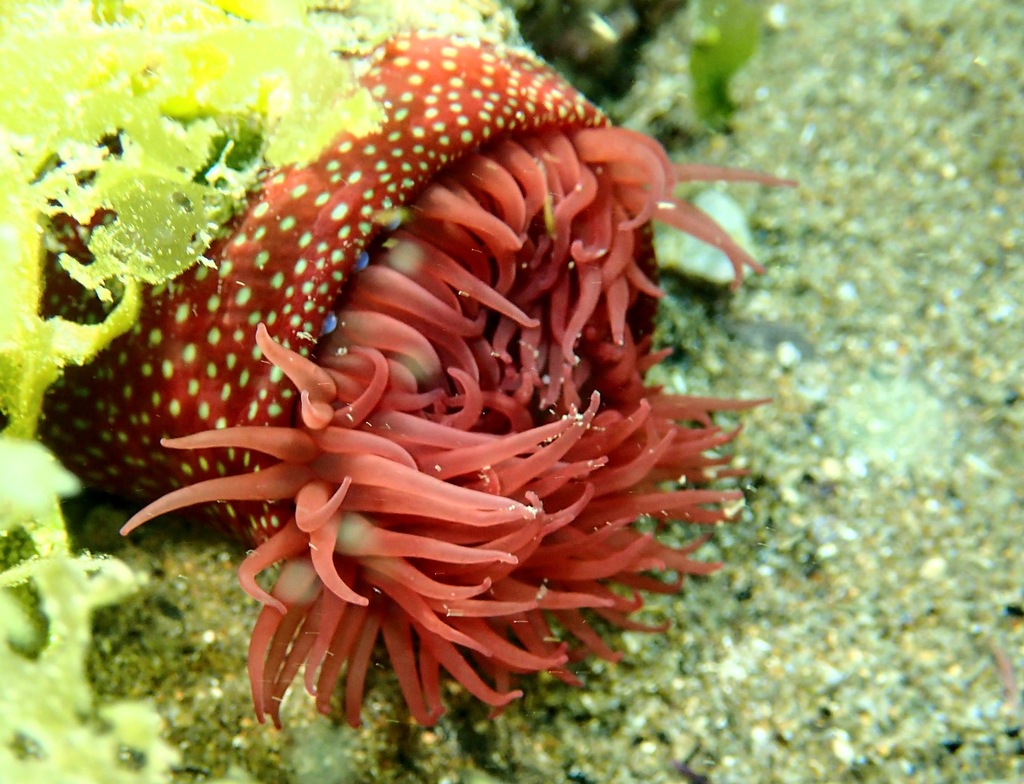 Strawberry Anemone