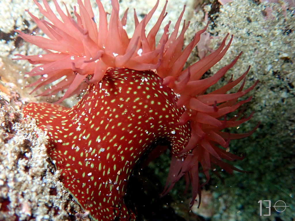 Strawberry Anemone