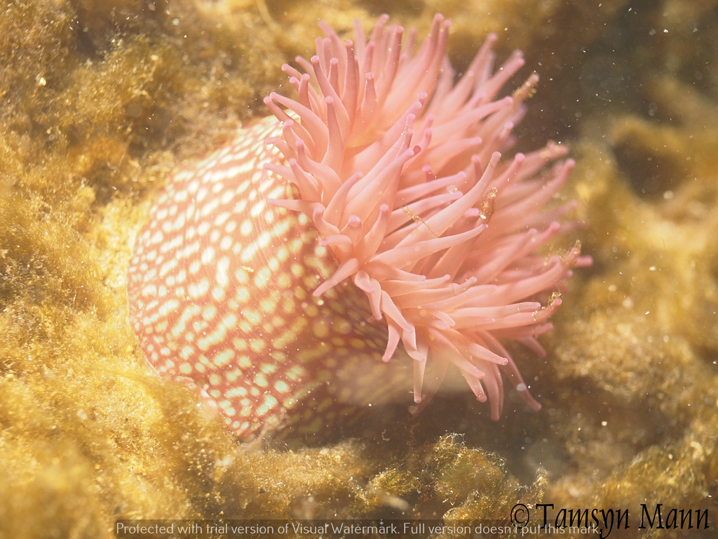 Strawberry Anemone