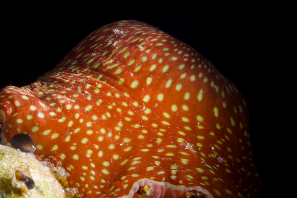 Strawberry Anemone