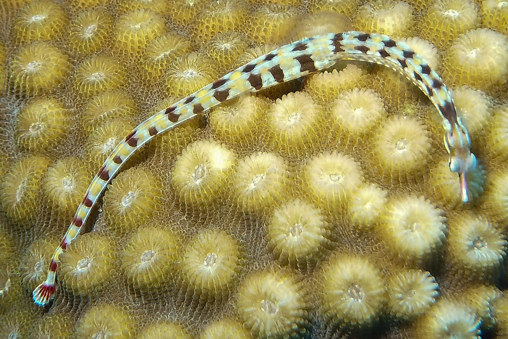 Network Pipefish