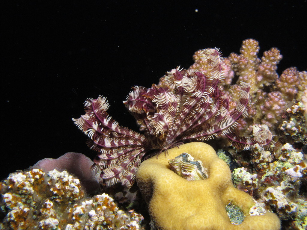 Klunzinger's Feather Star