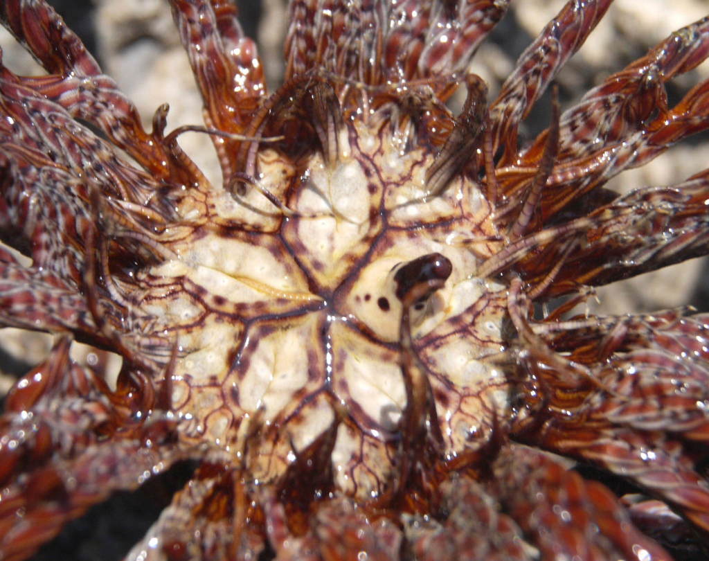 Klunzinger's Feather Star
