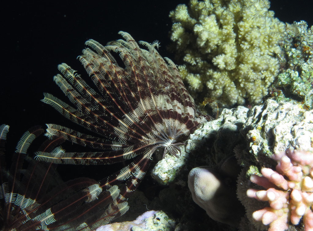 Klunzinger's Feather Star