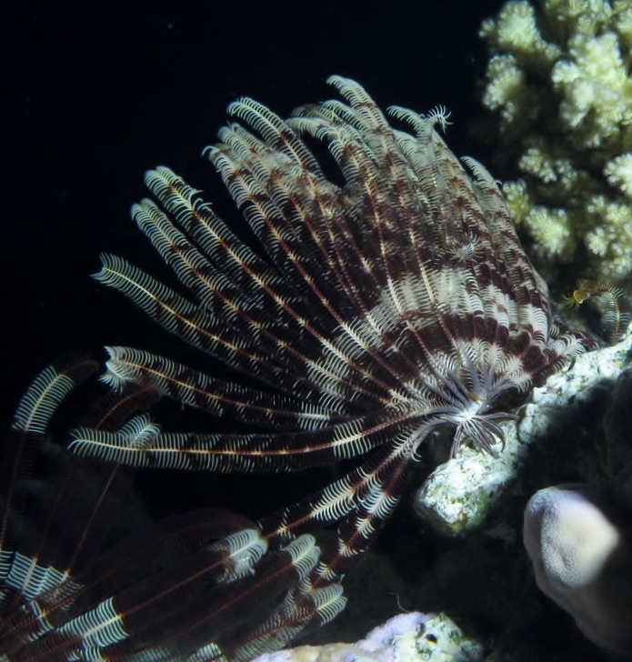 Klunzinger's Feather Star