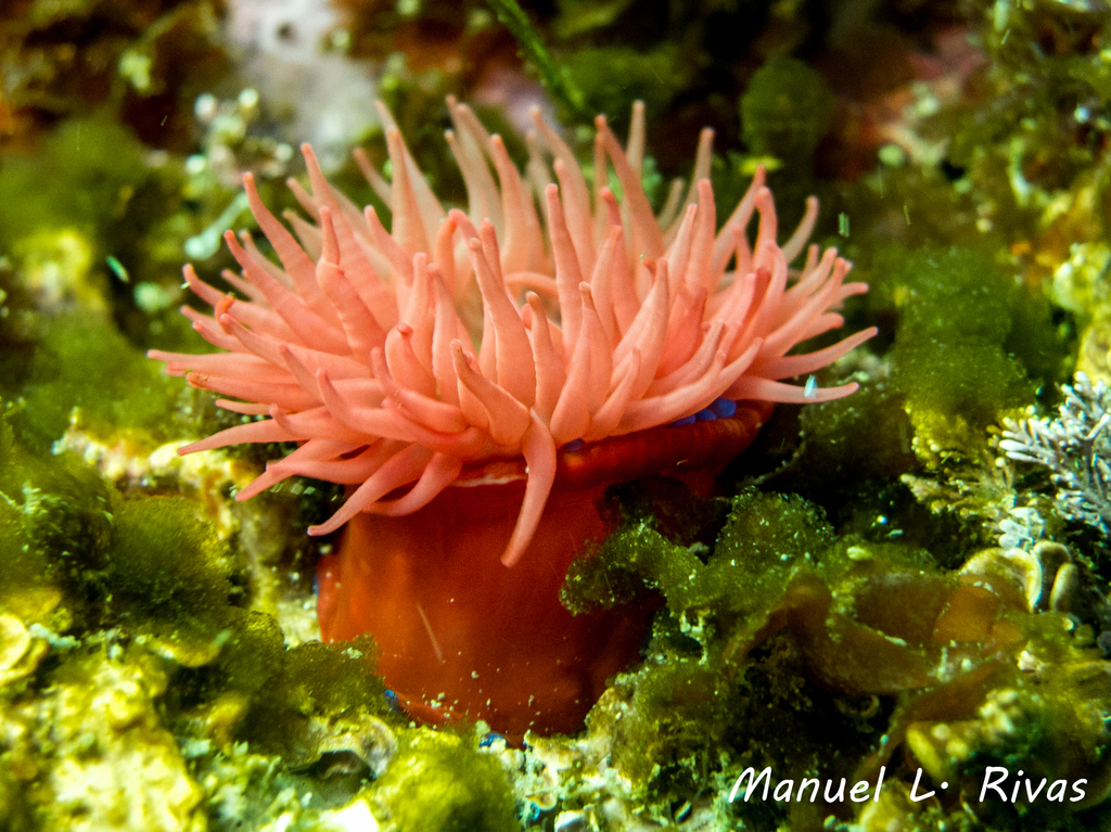 Atlantic Beadlet Anemone