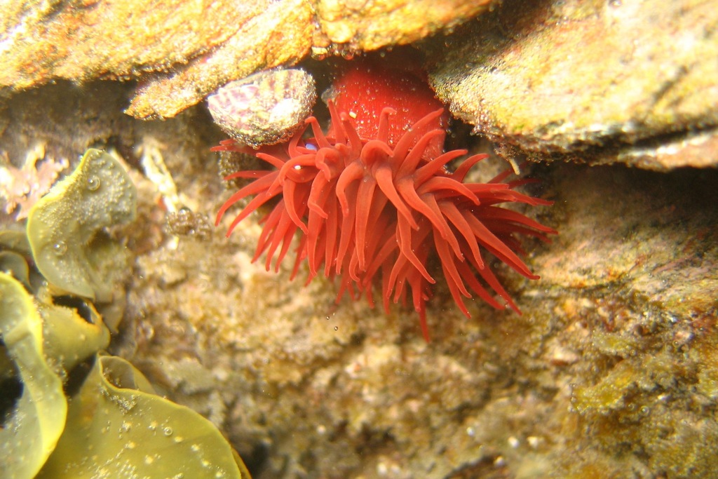 Atlantic Beadlet Anemone