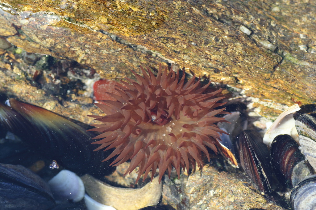 Atlantic Beadlet Anemone