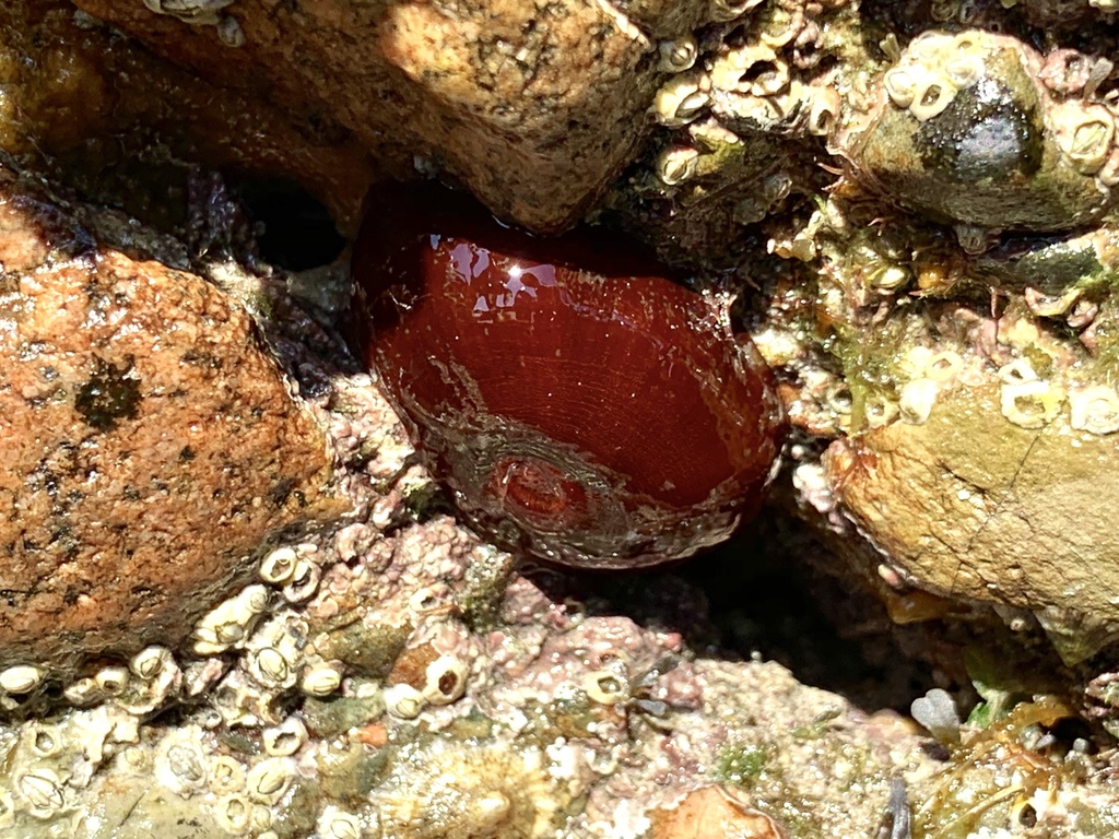 Atlantic Beadlet Anemone