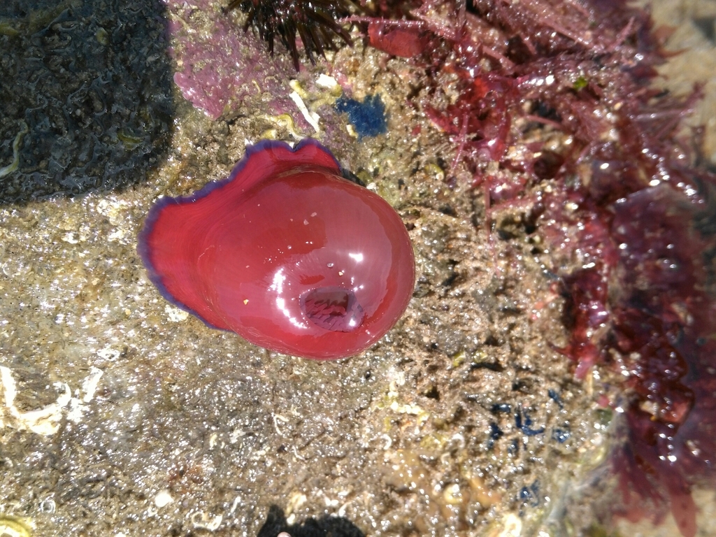 Atlantic Beadlet Anemone