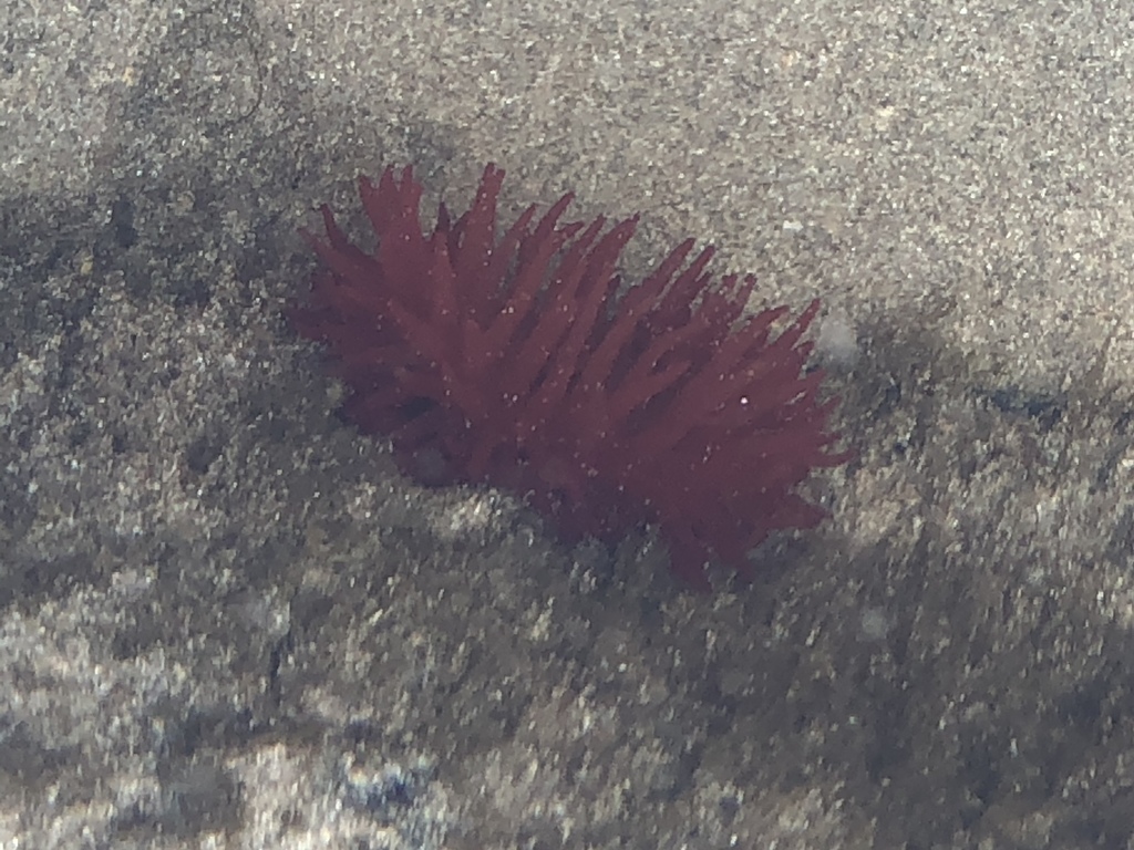 Atlantic Beadlet Anemone